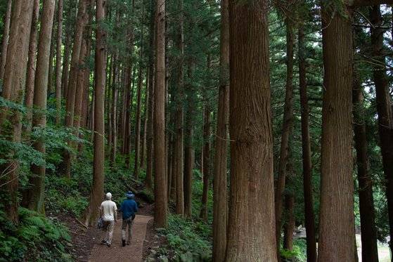 봉래폭포 앞에는 일제 때 심은 삼나무 군락이 있다. 최승표 기자