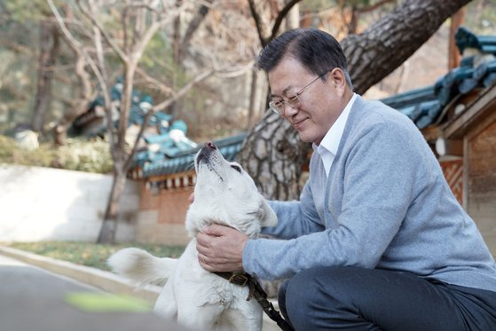 문재인 대통령이 청와대 관저에서 반려견 풍산개 곰이를 돌보며 지난 2월 설 명절을 보내고 있는 모습. [사진 청와대]