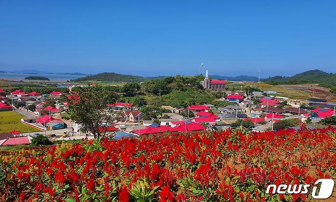 신안 병풍도의 맨드라미가 만개한 가운데 마을 지붕까지 붉은 색으로 뒤덮여 아름다운 모습을 연출하고 있다.2021.9.30/뉴스1