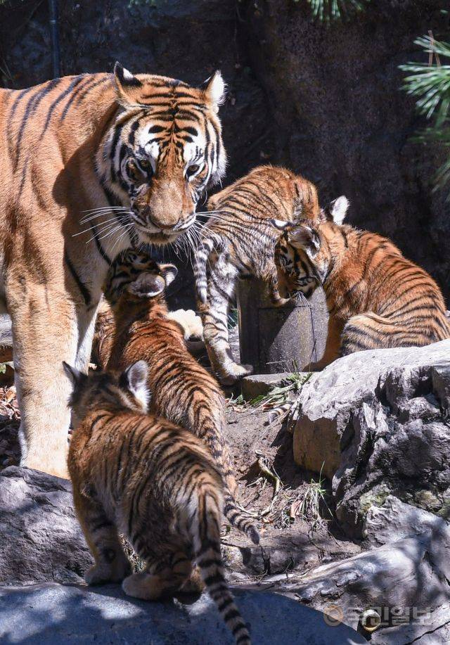 아기 한국호랑이 5남매와 엄마 건곤이가 옹기종기 모여있다.