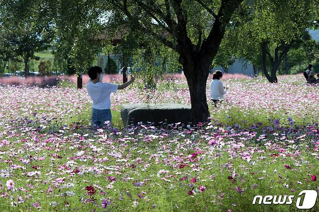 완연한 가을 날씨를 보인 1일 경북 구미시 낙동강체육공원에 조성된 꽃밭에 코스모스가 활짝 펴 꽃 물결을 이루고 있다.2021.10.1/뉴스1 © News1 정우용 기자