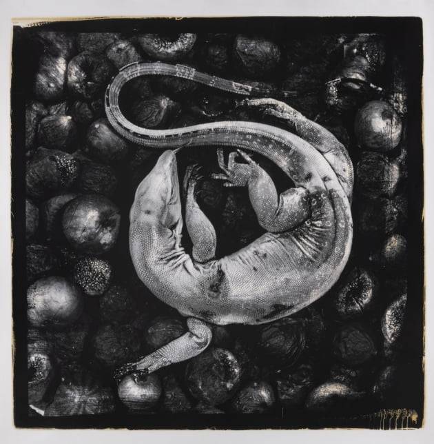 폴가드  Still-born, hires