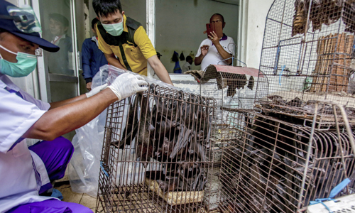 인도네시아 중부 자바의 '야생동물 식육시장'에서 보건당국이 박쥐를 압수 하고 있다. 자바=AP연합뉴스