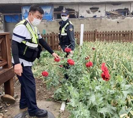 지난 6월 양귀비 재배 현장 단속하는 보령해경  [보령해경 제공. 재판매 및 DB 금지]