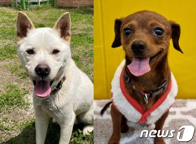 경기도도우미견나눔센터에서 보호 중인 강아지 미르(왼쪽)와 버터 © 뉴스1