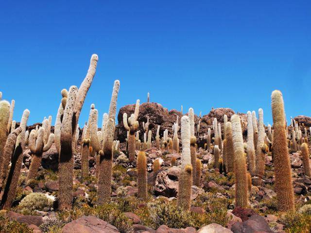 몇 백 년 묵은 선인장 섬. 멀리서 전면을 바라봤을 때의 형상을 물고기 섬(Isla del pescado)라고도 한다. @강미승