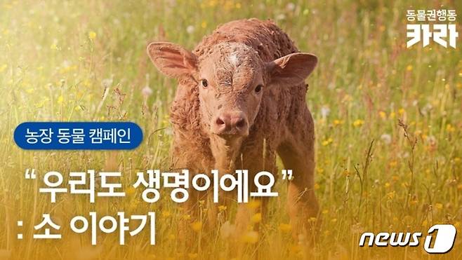 농장동물 영상(카라 제공) © 뉴스1