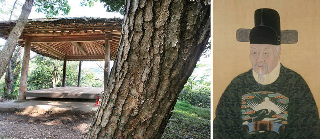 (왼쪽)백운동별서 제7경인 정유강(소나무가 있는 언덕이란 뜻) 소나무의 중간 몸통을 클로즈업한 사진. 뒤의 정자는 제11경인 정선대다. (오른쪽)이담로와 동시대인인 김창즙의 초상화. 그는 정유강 소나무를 보고 은거의 삶을칭송하는 시를 지었다.ⓒ연합뉴스·한국학중앙연구원 제공