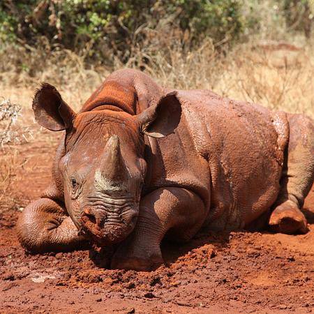 '강양이' 방탄소년단 지민 닮은 아름다운 팬들..생일기념 바다거북·코뿔소 27마리 동시 입양 '멸종위기 동물보호 앞장'