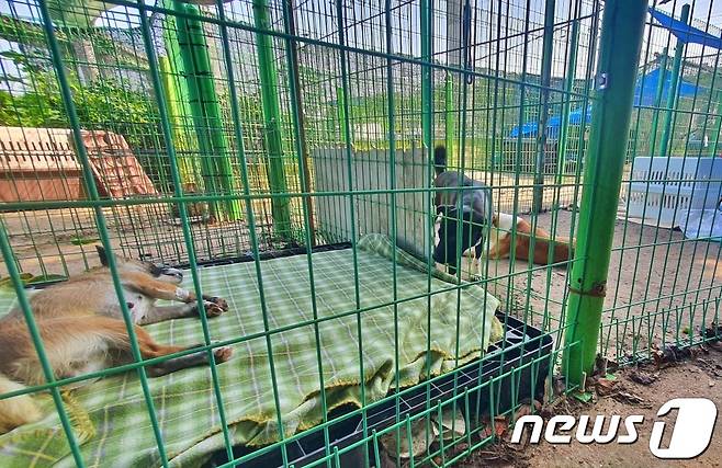 3일 인천 중구 영종역 인근에 있는 견사. 시민들이 자발적으로 나서서 좁은 공간에서 살던 개들을 돌보고 있다. © 뉴스1 최서윤 기자