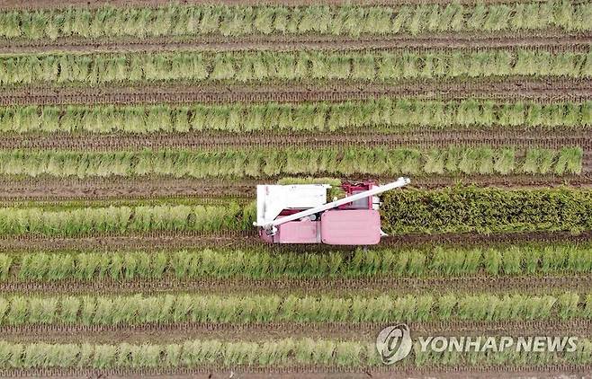 폭염 속 벼 수확 풍경 (예산=연합뉴스) 양영석 기자 = 사진은 충남 농업기술원 관계자들이 낮 최고 기온 35도를 오르내리던 지난 7월 28일 오후 예산 기술원 시험포장에서 국내 첫 이기작 품종인 빠르미 벼를 수확하고 있는 모습. 이날 수확한 빠르미 벼는 지난 5월 1일 심은 것으로 이앙에서 수확까지 88일 걸렸다. [연합뉴스 자료사진]