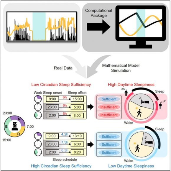 웨어러블 장치로 측정된 교대 근무자들의 수면 패턴 (좌)을 수리모델 (우)로 분석하여 높은 주간 졸림증 (High Daytime sleepiness)과 낮은 주간 졸림증 (Low Daytime sleepiness)를 유발하는 수면 패턴을 밝혀냈다.