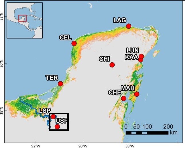중미 유카탄반도에 있는 내륙 맹그로브 숲 위치(네모 안 LSP와 USP 사이 구간). 옥타비아 아부르토-오로페사 외 (2021) PNAS 제공.