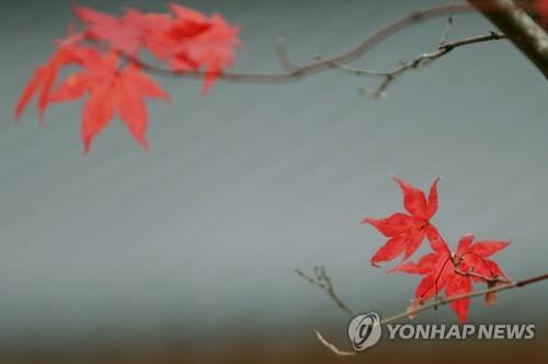 태백산국립공원 백천계곡의 단풍 [연합뉴스 자료사진]