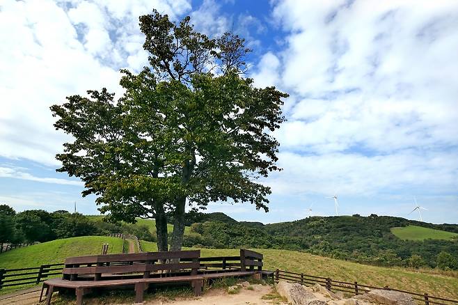 영화 '연애소설'에 등장한 연애소설 나무 [사진/전수영 기자]