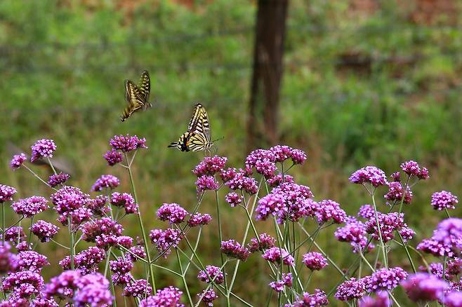 보랏빛 꽃들 사이로 춤을 추는 나비들 [사진/전수영 기자]
