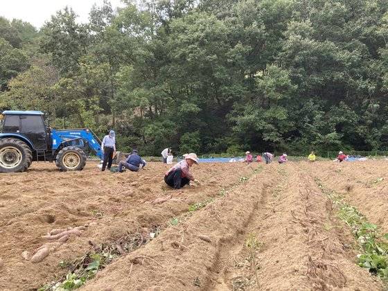 10월 개최 예정이던 청원생명축제가 취소되자 청주시가 지난달 27일 행사장에 마련된 수확체험장 고구마를 모두 캐내고 있다. [사진 청주시]