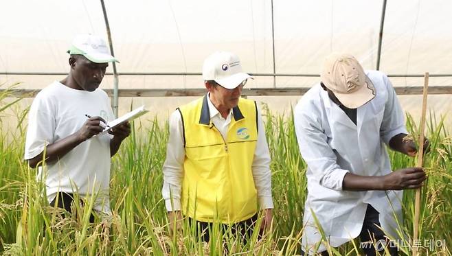 아프리카벼연구소 연구원들이 한국 벼 육종전문가와 함께 새로 개발한 벼 계통의 특성을 조사하고 있다./사진=농촌진흥청