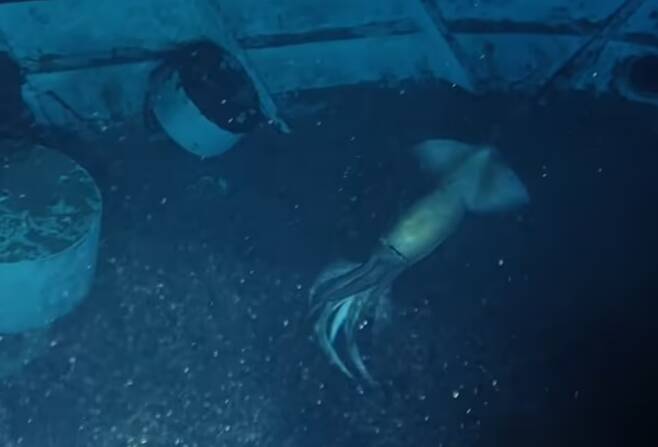 대형 오징어인 보라등날오징어가 목격된 수심 850m 지점의 난파선과 그 주위를 헤엄치는 오징어의 모습. 동영상 캡쳐