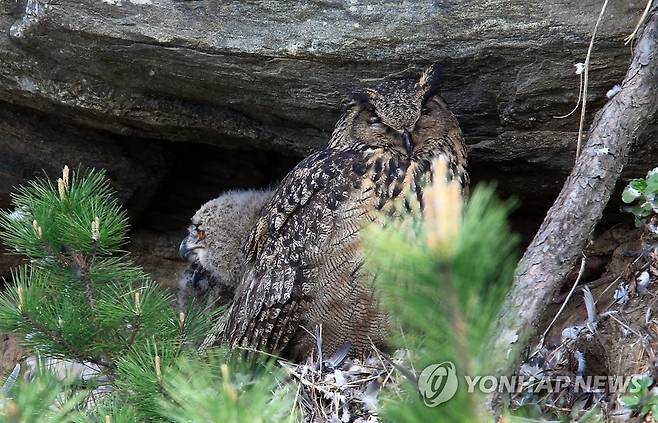 수리부엉이 가족 [연합뉴스 자료사진]