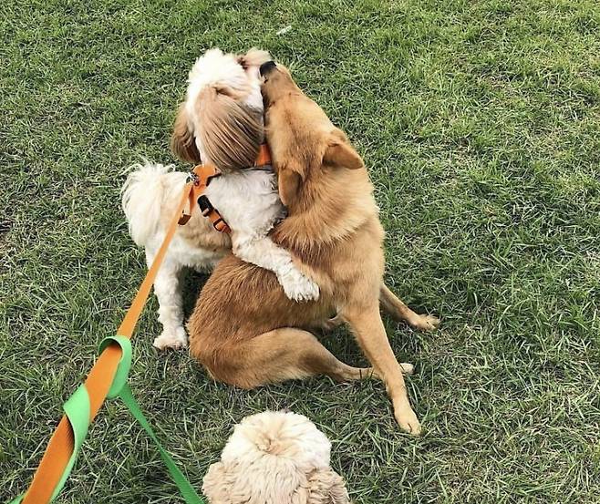 작은 동물들에게도 이리 잘 잡히던 순한 아이가, 상암이었다. /사진=SNS 캡쳐