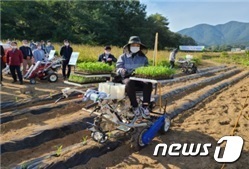 정식기를 이용하여 참깨 모종을 심는 모습.© 뉴스1