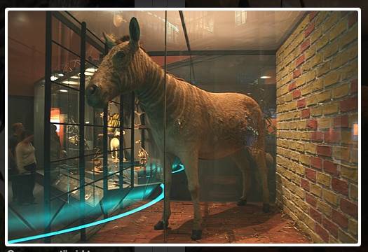 19세기 멸종된 콰가의 박제가 박물관에 전시돼있다. 남아프리카에 살던 콰가는 몸의 절반만 얼룩무늬가 있는 독특한 외모를 가졌다. /Quagga Project