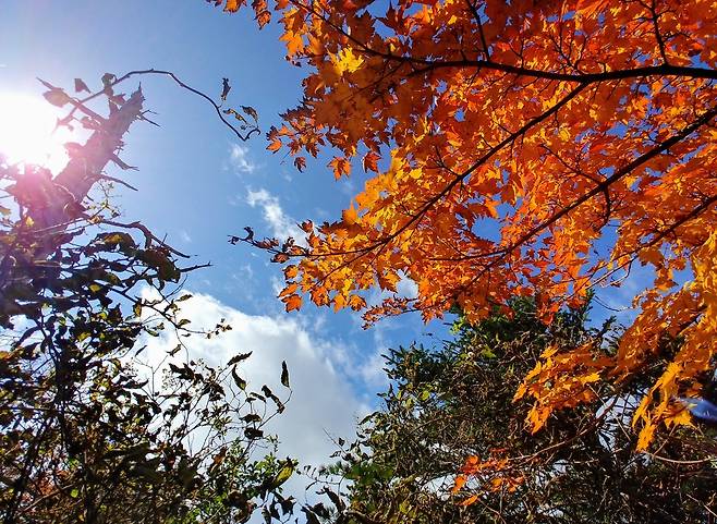 지리산 단풍 향연 [지리산국립공원경남사무소 제공. 재판매 및 DB 금지]