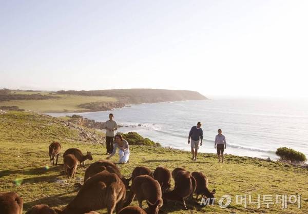호주 캥거루섬에서 사람들이 캥거루들과 함께 있다. 사진은 기사와 직접적 관련 없음.