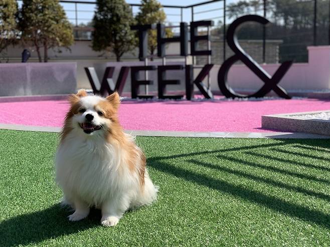 더위크앤리조트 '펫파크' *재판매 및 DB 금지