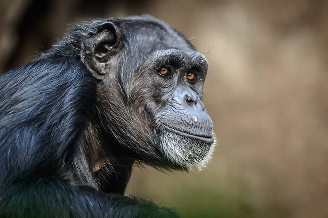 야생 침팬지 자료사진 123rf.com