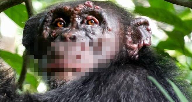 한센병에 걸린 것으로 확인된 야생 침팬지 네 마리 중 한 마리의 모습