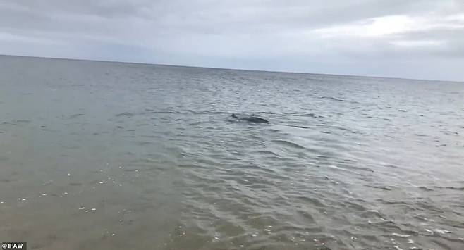 장수거북이 유유히 바다로 돌아가는 모습.(사진=IFAW)