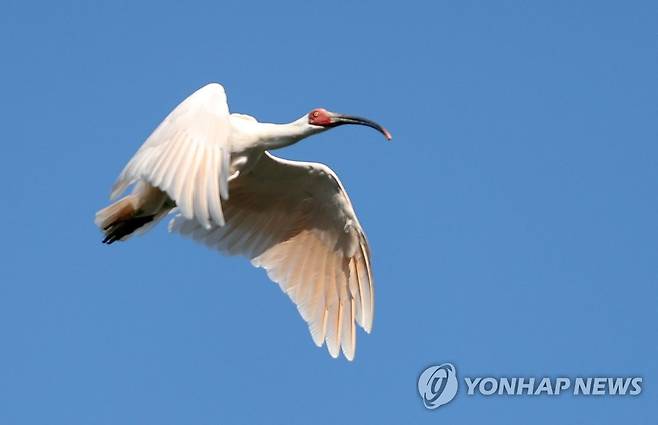 창녕 따오기 힘찬 비상 (창녕=연합뉴스) 김동민 기자 = 14일 오후 경남 창녕군 우포따오기복원센터에서 열린 '제4회 우포 따오기 야생방사' 행사에서 방사된 따오기가 힘차게 가을 하늘을 날고 있다. 2021.10.14 image@yna.co.kr