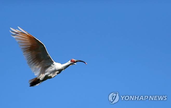 '창녕 따오기' 자연으로 (창녕=연합뉴스) 김동민 기자 = 14일 오후 경남 창녕군 우포따오기복원센터에서 열린 '제4회 우포 따오기 야생방사' 행사에서 방사된 따오기가 힘차게 가을 하늘을 날고 있다. 2021.10.14 image@yna.co.kr