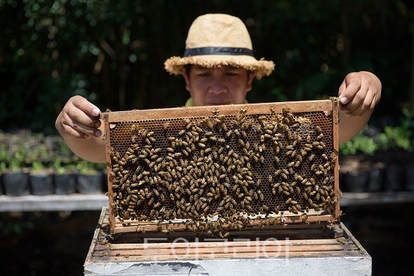 보홀 꿀벌 농장