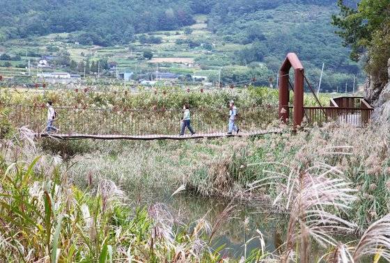 갈대밭에서 용산전망대에 가려면 출렁다리를 건너야 한다.