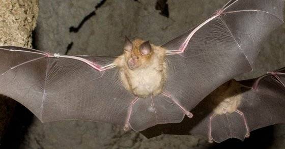 2008년 불가리아의 한 동굴에서 발견된 관박쥐. [세계자연기금]
