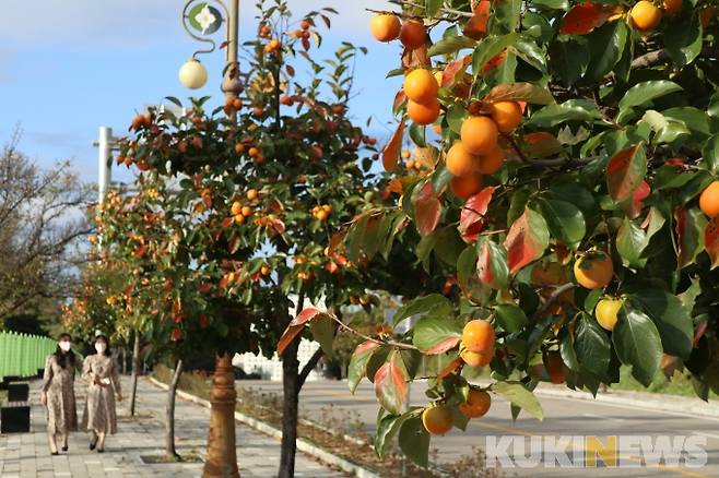 깊어가는 가을과 함께 감고을 충북 영동군의 도심 곳곳이 주황빛 감빛으로 짙게 물들고 있다.&nbsp;