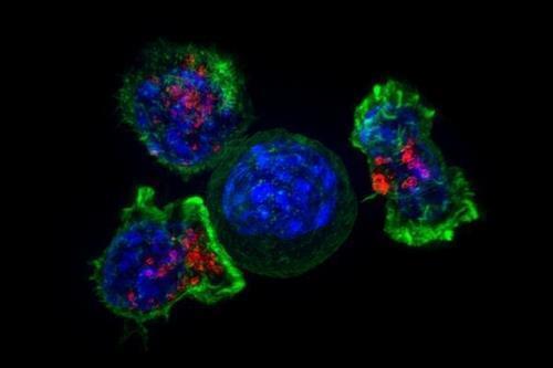 암세포(청색)를 둘러싼 킬러 T세포(녹색·적색)   [미국 NIH(국립 보건원) 제공 / 재판매 및 DB 금지]