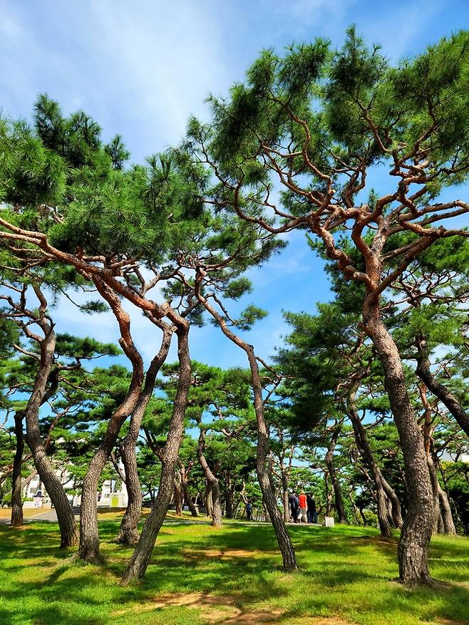 솔뫼성지 소나무숲