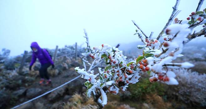 한라산 영실 탐방로 윗세오름에 올해 첫 상고대가 피어 탐방객 시선을 사로잡고 있다. 연합뉴스