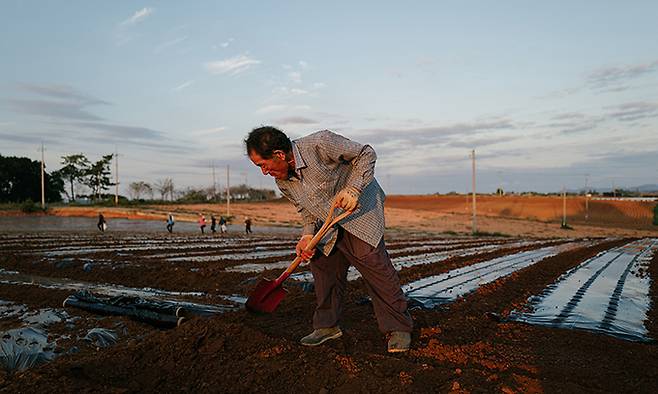 농민 이덕한(69)씨가 본인의 마늘밭에서 파종하고 있다. 그의 농지 뒤로는 이미 56만㎡ 규모의 태양광발전소가 새까맣게 들어서 운영 중이다