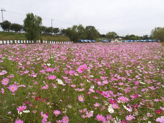 창릉천 코스모스밭 조성 [고양시 제공. 재판매 및 DB 금지]