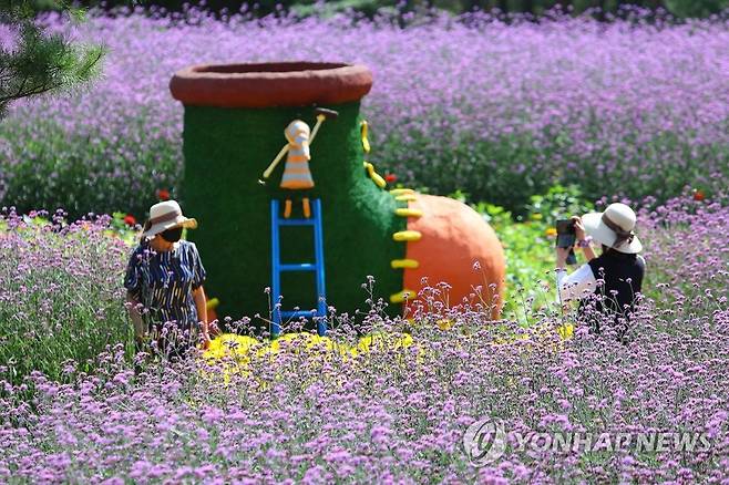 "가을꽃 흐드러진 인제로 오세요" [연합뉴스 자료사진]