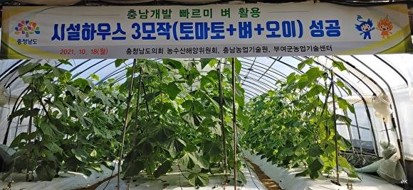 충남도가 개발한 벼 품종 빠르미를 활용해 시설하우스 3모작에 성공한 부여의 오이 시설하우스  [사진=충남도 ]