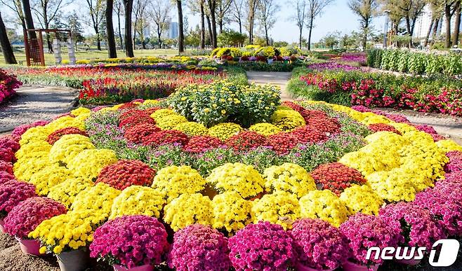 증평군 보강천 미루나무 숲에 국화가 만개했다.(증평군 제공)© 뉴스1