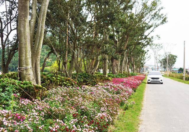 신안 도초도 10리 팽나무 길. 바닥에 심은 수국은 지고 패랭이꽃이 화사하게 피어 있다.