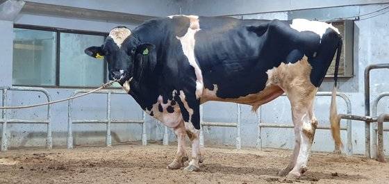 젖소개량사업소가 만든 한국형 씨수소 'BTS'의 우람한 모습. 체중 1130kg으로 3억-5억원을 호가한다. 매년 60마리 송아지 중 35마리를 뽑아 7년간 후대검정을 거쳐 5마리를 최종 씨수소로 엄선한다. 장세정 기자