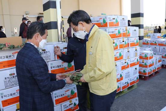 [고창=뉴시스] 이학권 기자 =유기상 전북 고창군수가 지난 12일 고들빼기 출하에 앞서 상태를 확인하고 있다. (사진 = 고창군 제공).2021.10.19. photo@newsis.com *재판매 및 DB 금지